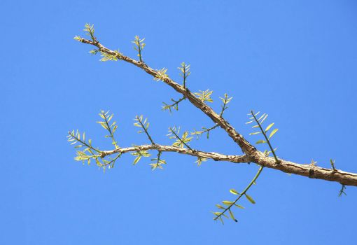 Leaves are sprouting and Growing with blue sky on branches in Spring