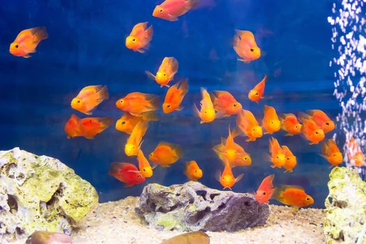 Group of orange red parrot cichlid fishes on blue background