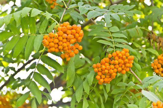 Yellow ripe rowanberry branch in summer day