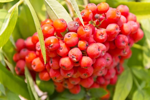 Red ripe rowanberry branch in sunny light
