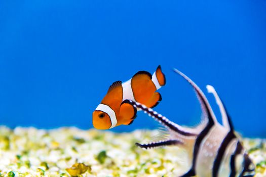 Orange small fish with white strips in an aquarium