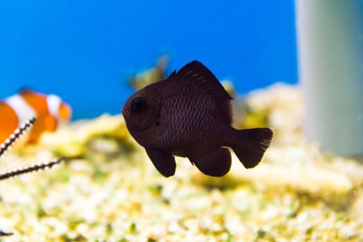 Black aquarium fish dascyllus in salt water