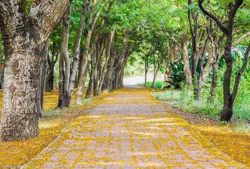pathway with tree beside and beautiful yellow flowers on ground in park