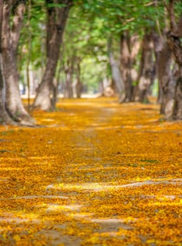 pathway with yellow flowers and green trees inside