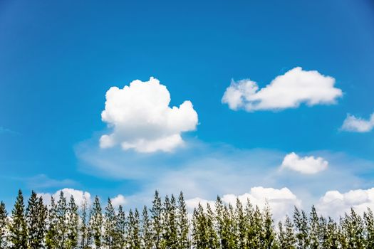 top pine tree with blue sky and cloud on bright day