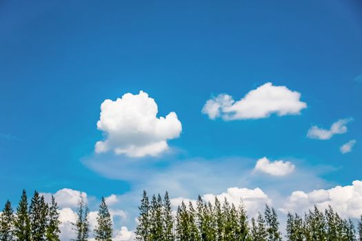 top pine tree with blue sky and cloud on bright day