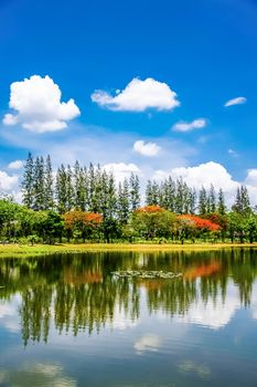pine trees and blue sky with cloud reflect on pond in park