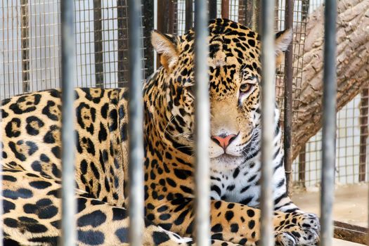 Sad lonely leopard in cage at the zoo