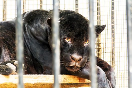 Sad lonely black panther in cage at the zoo