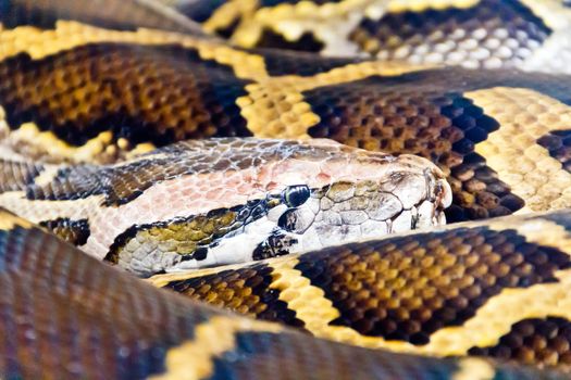 Photo of reticulated python head close up in zoo