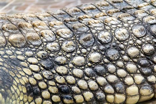Background of crocodile leather close up in zoo
