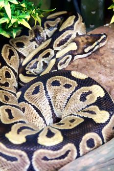 Photo of reticulated python as ring closeup in zoo