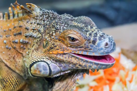 Photo of iguana head close up in zoo