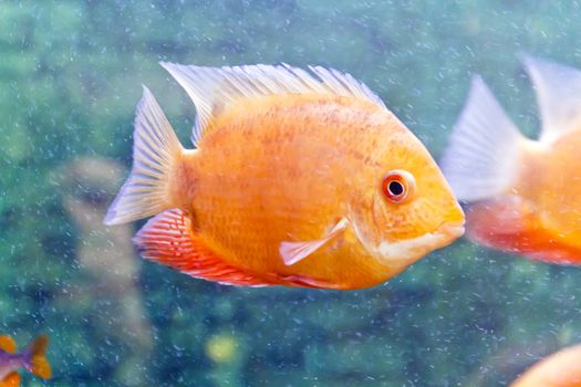 Photo of fish cichlasoma severum red pearl in aquarium