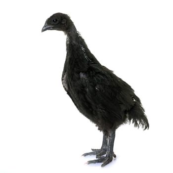 young ayam cemani in front of white background