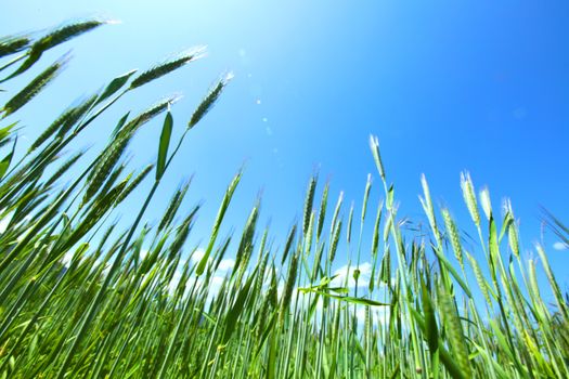 Summer field of wheat under blue sky