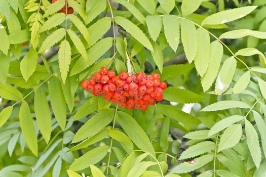 Red ripe rowanberry branch in summer day