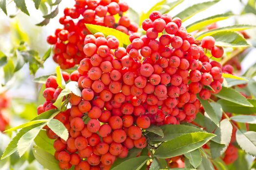 Red ripe rowanberry branch in summer day