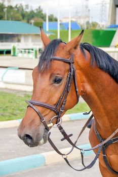 Hippodrome brown head horse in harness on the training field