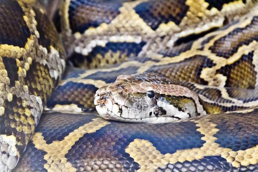 Photo of reticulated python head close up