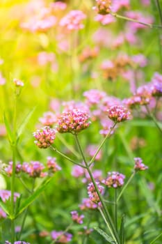 The background image of the colorful flowers, background nature