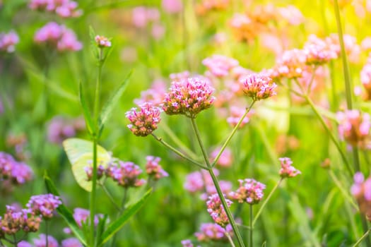 The background image of the colorful flowers, background nature