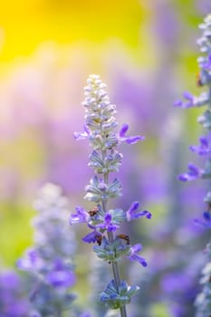 The background image of the colorful flowers, background nature