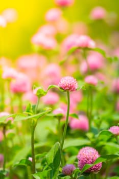 The background image of the colorful flowers, background nature