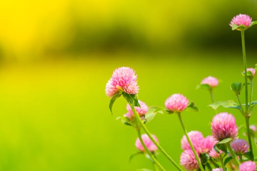 The background image of the colorful flowers, background nature