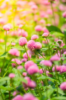 The background image of the colorful flowers, background nature