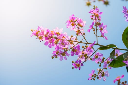 The background image of the colorful flowers, background nature