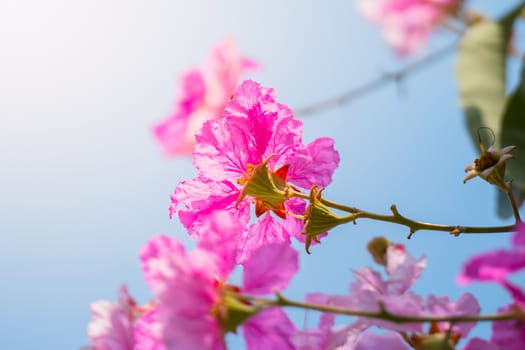 The background image of the colorful flowers, background nature