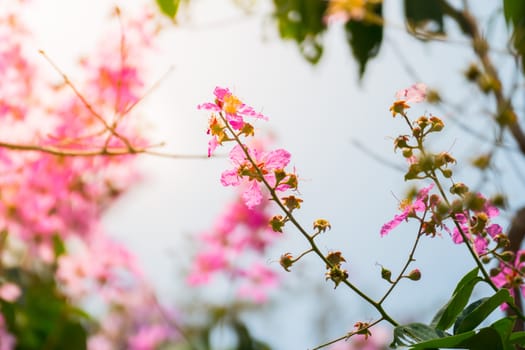 The background image of the colorful flowers, background nature