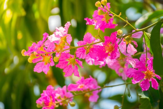 The background image of the colorful flowers, background nature