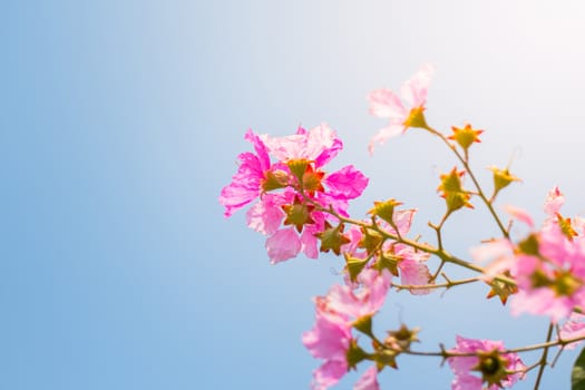 The background image of the colorful flowers, background nature