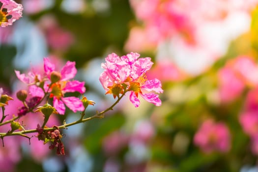 The background image of the colorful flowers, background nature