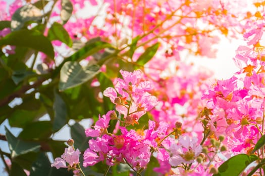 The background image of the colorful flowers, background nature