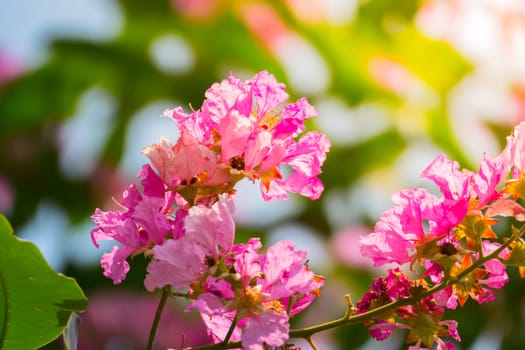 The background image of the colorful flowers, background nature