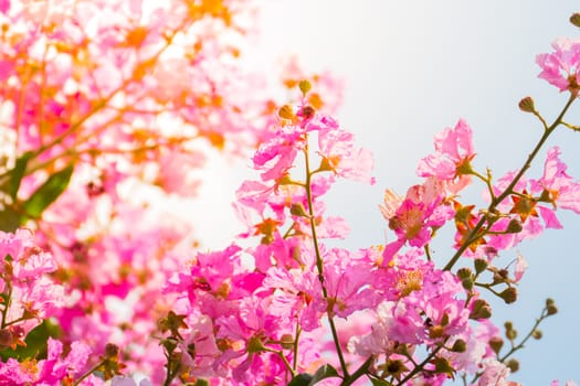 The background image of the colorful flowers, background nature