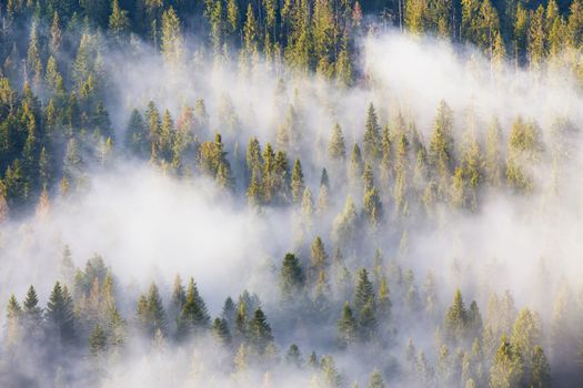 Majesty of nature, misty coniferous forest at sunrise. Pine, fir, spruce, trees. Morning in National Park