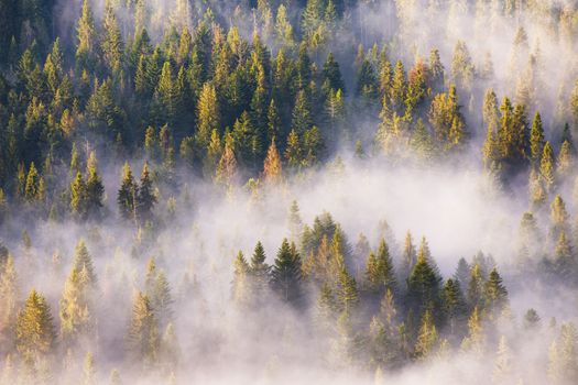 Coniferous forest in fog, Misty pine woodland. Morning fog in spruce and fir forest in warm sunlight