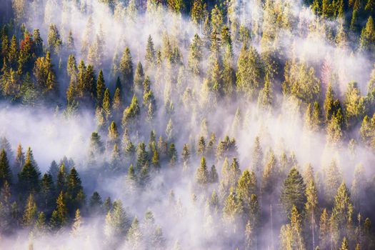 Landscape with beautiful fog in coniferous forest on hill. Sunrise, Fog and sun rays on the pine and fir forest hill.