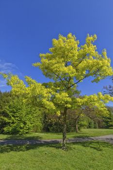 Beautiful green tree in spring in a park in Geneva in Switzerland