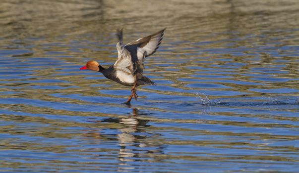 Red-crested pochard take-off on the lake Leman in Geneva