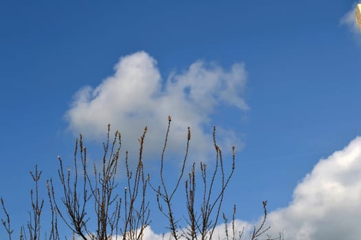 Spring Day with blooming trees,
White clouds on the blue sky in the city's neighborhood.
