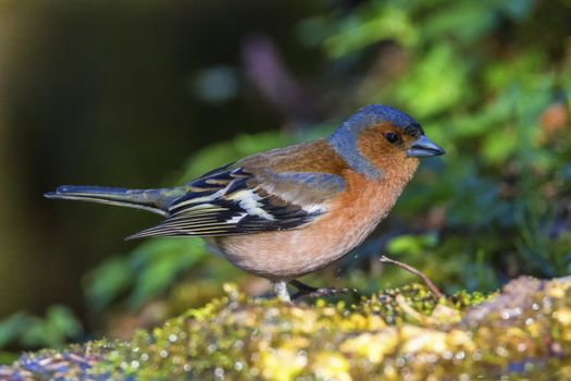 Male common chaffinch bird, fringilla coelebs, on a rock