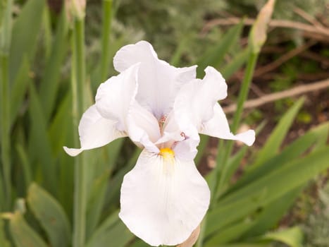 close up of a white iris flower head open and closed in garden