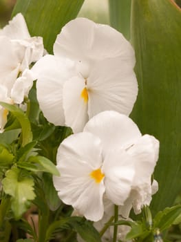 lovely white flower heads of pansies outside in the garden