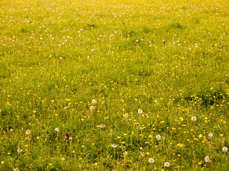 a lovely background of a meadow with buttercups lush grass and dandelion heads