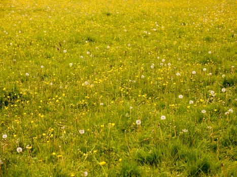 a lovely background of a meadow with buttercups lush grass and dandelion heads